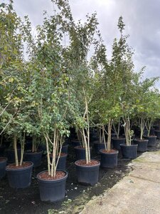 Acer campestre 250-300 cm cont. 90L meerstammig - afbeelding 1
