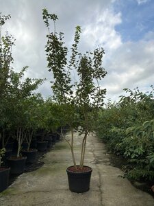 Acer campestre 250-300 cm cont. 90L meerstammig - afbeelding 2
