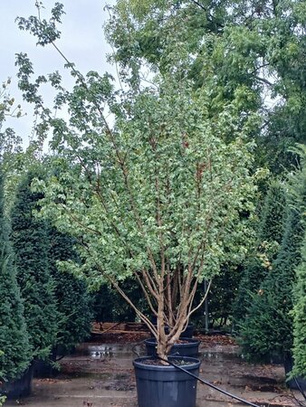 Acer campestre 400-450 cm cont. 200L meerstammig