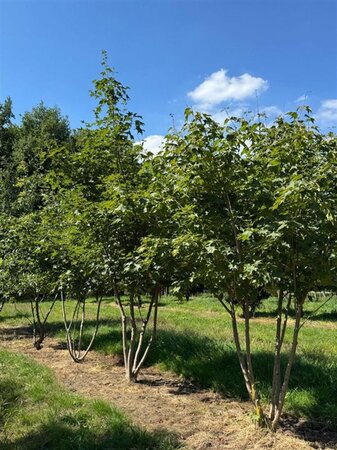 Acer cappadocicum 'Rubrum' 250-300 cm draadkluit meerstammig extra