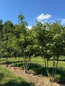 Acer cappadocicum 'Rubrum' 250-300 cm draadkluit meerstammig extra