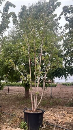 Acer freemanii 'Autumn Blaze' = 'Jeffersred' 450-500 cm cont. 130L meerstammig