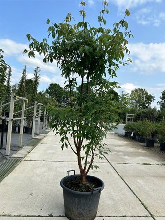 Acer griseum 175-200 cm container meerstammig paraplu - afbeelding 1