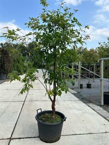 Acer griseum 175-200 cm container meerstammig paraplu - afbeelding 2