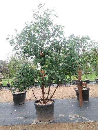 Acer griseum 250-300 cm container meerstammig - afbeelding 1