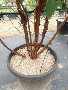 Acer griseum 250-300 cm container meerstammig - afbeelding 2