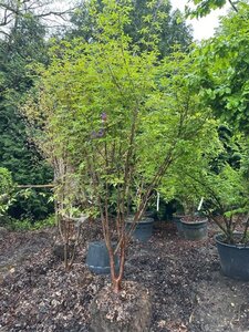 Acer griseum 250-300 cm container meerstammig - afbeelding 2