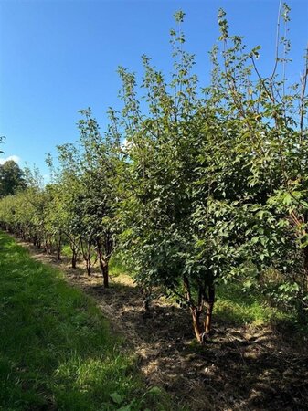 Acer griseum 250-300 cm draadkluit meerstammig extra
