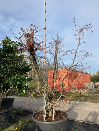 Acer japonicum 'Aconitifolium' 200-225 cm cont. 230L meerstammig - afbeelding 3