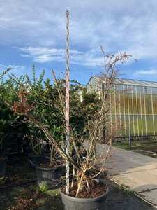 Acer japonicum 'Aconitifolium' 200-225 cm cont. 230L multi-stem - image 2