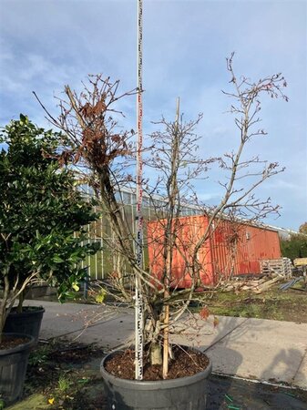 Acer japonicum 'Aconitifolium' 200-225 cm cont. 230L multi-stem - image 4