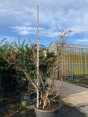 Acer japonicum 'Aconitifolium' 200-225 cm cont. 230L multi-stem - image 5