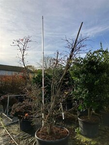 Acer japonicum 'Aconitifolium' 200-225 cm cont. 230L multi-stem - image 6