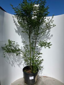 Acer palmatum 200-225 cm cont. 90L meerstammig