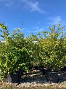 Acer palmatum 225-250 cm cont. 150L meerstammig