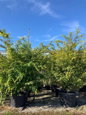 Acer palmatum 225-250 cm cont. 150L meerstammig - afbeelding 2