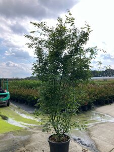 Acer palmatum 225-250 cm cont. 70L meerstammig