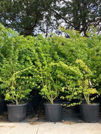 Acer palmatum 225-250 cm cont. 70L meerstammig - afbeelding 1