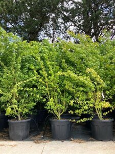 Acer palmatum 225-250 cm cont. 70L meerstammig - afbeelding 2
