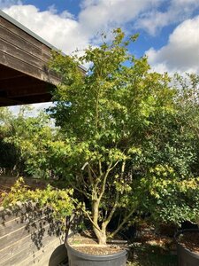 Acer palmatum 250-300 cm cont. 230L meerstammig - afbeelding 2