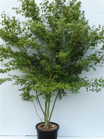 Acer palmatum 250-300 cm cont. 70L meerstammig - afbeelding 1