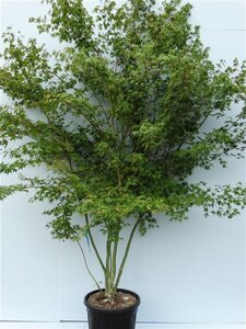 Acer palmatum 250-300 cm cont. 70L meerstammig