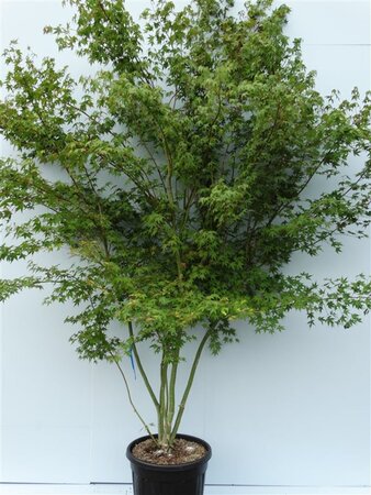 Acer palmatum 250-300 cm cont. 70L meerstammig - afbeelding 2