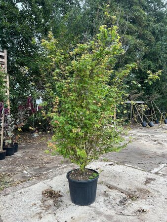 Acer palmatum 250-300 cm cont. 70L meerstammig 3 stam