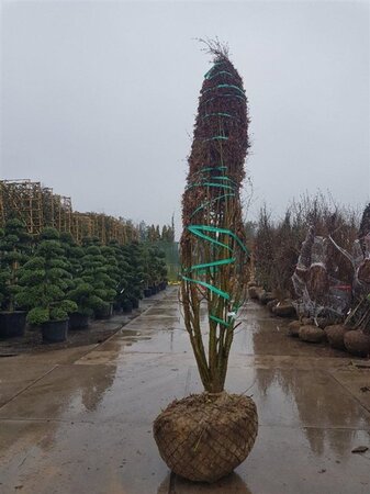 Acer palmatum 250-300 cm draadkluit meerstammig extra