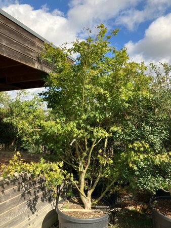 Acer palmatum 275-300 cm cont. 230L meerstammig - afbeelding 1