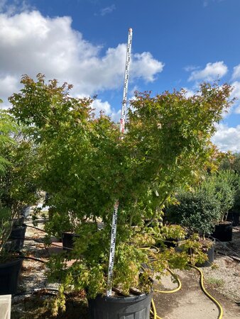 Acer palmatum 275-300 cm cont. 230L meerstammig - afbeelding 2