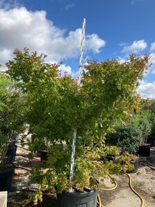 Acer palmatum 275-300 cm cont. 230L meerstammig - afbeelding 2