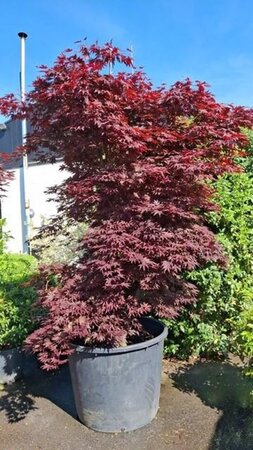 Acer palmatum 300-350 cm cont. 200L meerstammig