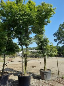 Acer palmatum 400-500 cm WRB multi-stem