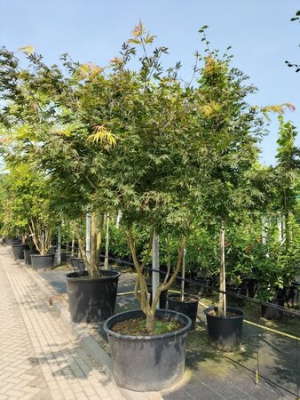 Acer palmatum 'Autumn Red' 250-300 cm container meerstammig - afbeelding 1