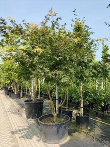 Acer palmatum 'Autumn Red' 250-300 cm container meerstammig