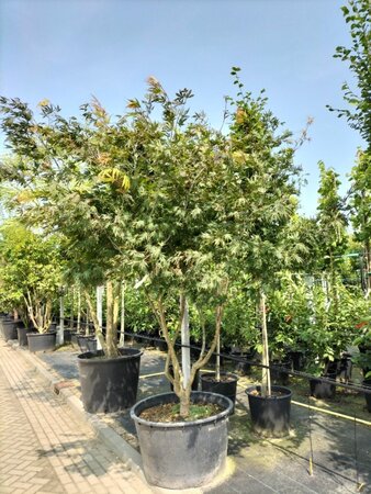 Acer palmatum 'Autumn Red' 250-300 cm container meerstammig - afbeelding 2