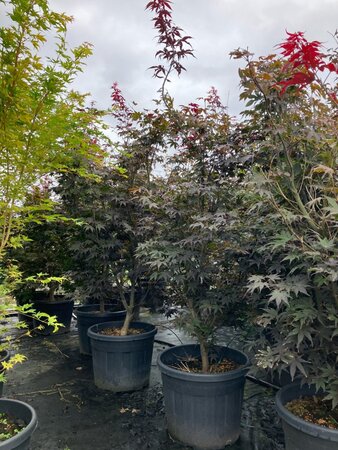 Acer pal. 'Bloodgood' 150-175 cm cont. 70L meerstammig