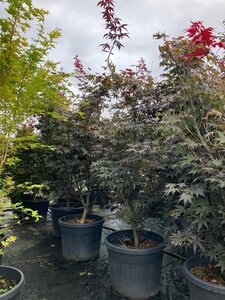 Acer pal. 'Bloodgood' 150-175 cm cont. 70L meerstammig