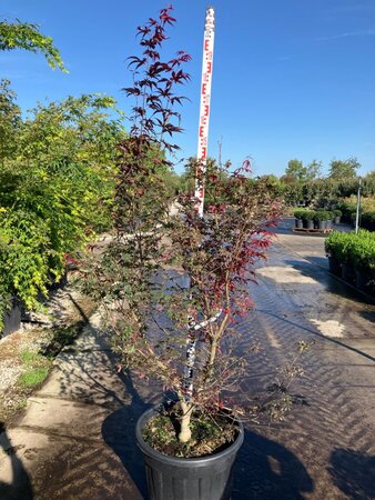 Acer pal. 'Bloodgood' 150-175 cm cont. 70L meerstammig - afbeelding 1