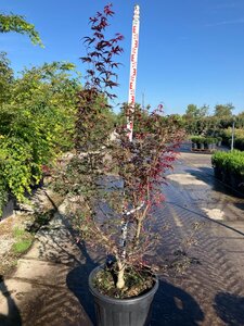 Acer pal. 'Bloodgood' 150-175 cm cont. 70L meerstammig