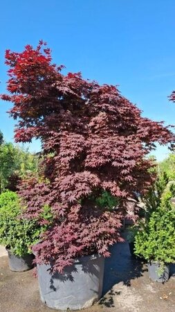 Acer pal. 'Bloodgood' 250-300 cm cont. 200L meerstammig - afbeelding 1