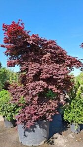 Acer pal. 'Bloodgood' 250-300 cm cont. 200L meerstammig