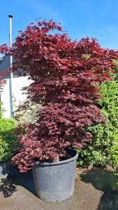 Acer pal. 'Bloodgood' 250-300 cm cont. 200L meerstammig - afbeelding 2