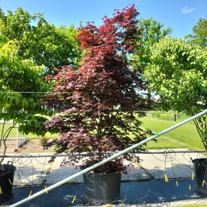 Acer pal. 'Bloodgood' 250-300 cm container meerstammig