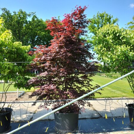 Acer pal. 'Bloodgood' 250-300 cm container meerstammig - afbeelding 2