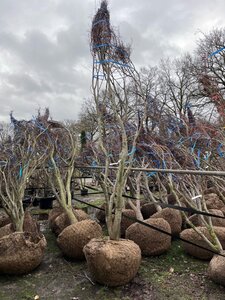 Acer pal. 'Bloodgood' 300-350 cm WRB multi-stem