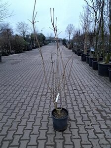 Acer plat. 'Crimson Sentry' 175-200 cm cont. 18L multi-stem