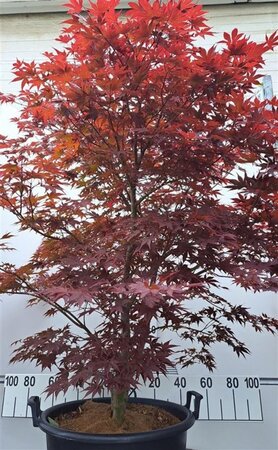 Acer pal. 'Fireglow' 250-300 cm cont. 200L meerstammig - afbeelding 1