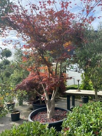 Acer pal. 'Fireglow' 250-300 cm cont. 200L meerstammig - afbeelding 2